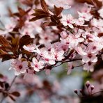 Okrasná slivka (Prunus × cistena) - výška 150-170 cm, kont. C25L - NA KMIENKU